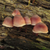 Mycena haematopus 'Bleeding Mycena'